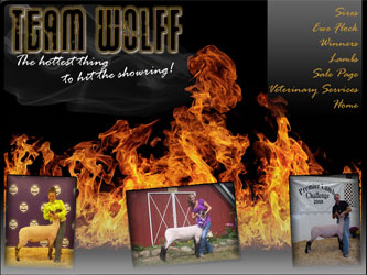 Team Wolff Show Stock - Elite Web Design