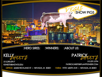 Vegas Show Pigs